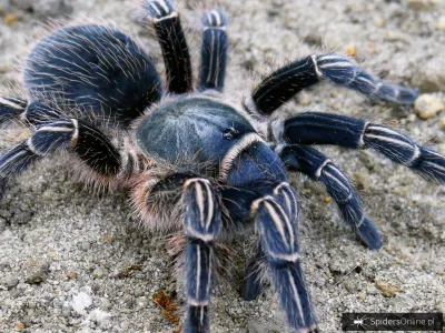 Aphonopelma seemanni samiec – ptasznik zebrowaty w sklepie