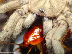 Chaetopelma olivaceum L3 (1,5cm)