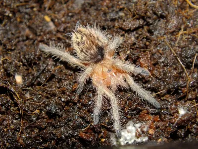 Thrixopelma ockerti FEMALE 2,5DC (4cm)