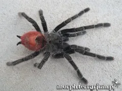 Thrixopelma ockerti FEMALE 2,5DC (4cm)