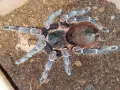 Acanthoscurria sp. Peru L3 (1,5cm)