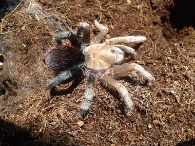 Aphonopelma sp. diamondback L2 (1cm)