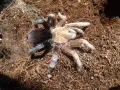 Aphonopelma sp. diamondback L2 (1cm)