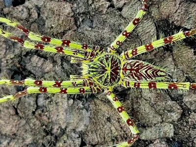 Heteropoda boiei L2/3 (1cm)