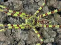 Heteropoda boiei L2/3 (1cm)
