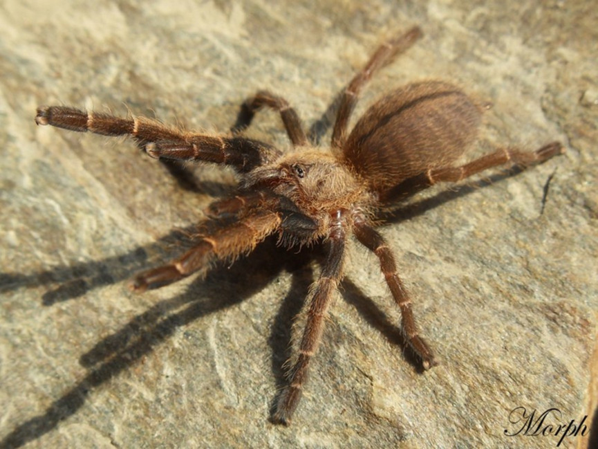 Ornithoctonus aureotibialis 1DC (2cm) x10