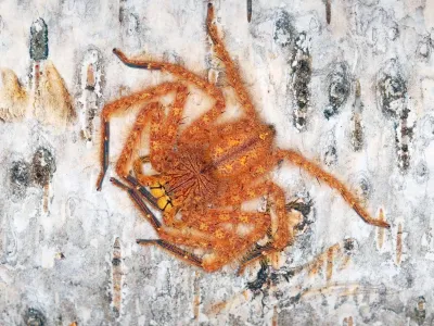 Heteropoda davibowie L2 (0,5cm)