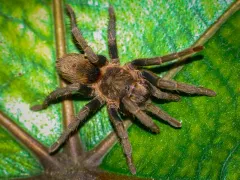 Theraphosidae sp. chorrillo chica L3/4 (1,5cm)