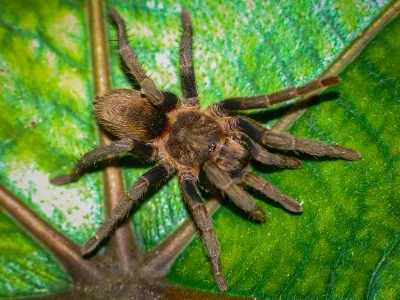 Theraphosidae sp. chorrillo chica L3/4 (1,5cm)