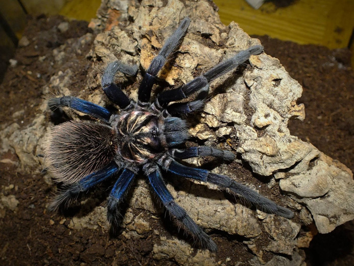 Xenesthis sp. blue L2 (3cm)