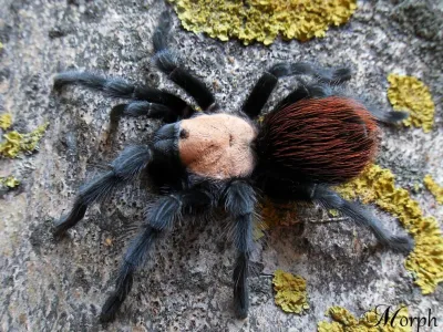 Brachypelma albiceps 1-1,5DC (2cm)