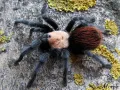 Brachypelma albiceps 1-1,5DC (2cm)
