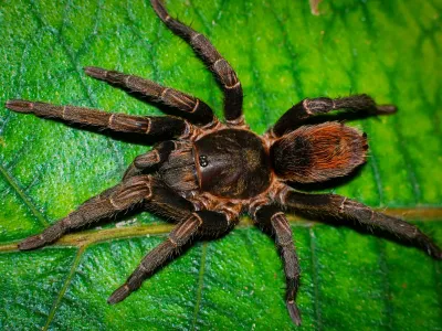 Theraphosidae sp. chorrillo grande – hodowla ptaszników