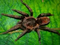 Theraphosidae sp. chorrillo grande – hodowla ptaszników