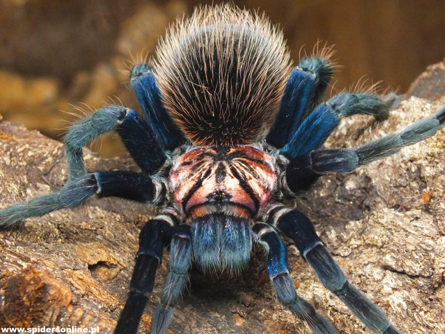 Xenesthis sp. blue L2 (3cm)