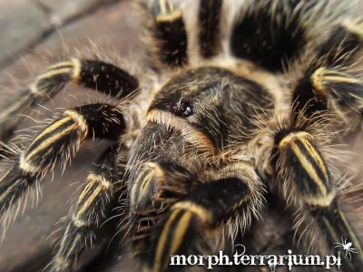 Grammostola pulchripes L2 (1,5cm)