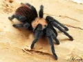 Brachypelma albiceps 1-1,5DC (2cm)