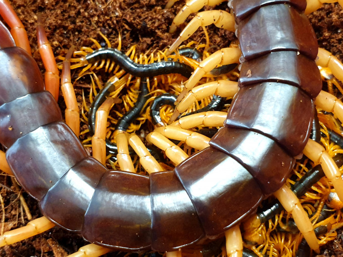 Scolopendra subspinipes - młode (4cm)