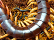 Scolopendra subspinipes - młode (4cm)