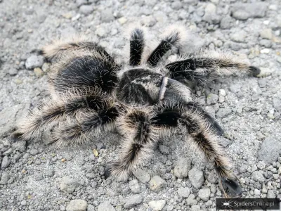 Tliltocatl albopilosus NICARAGUA 1DC (2,5cm)