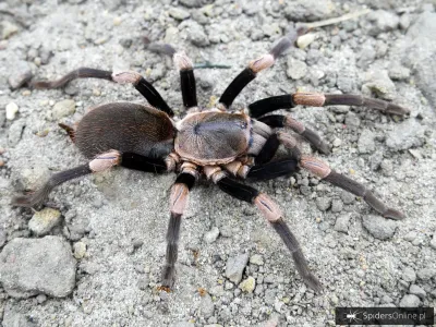 Haplocosmia himalayana samica – pająk ptasznik w sklepie
