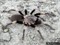 Haplocosmia himalayana samica – pająk ptasznik w sklepie