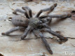 Psalmopoeus cambridgei FEMALE 3DC (8cm)