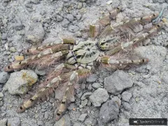 Stromatopelma calceatum L2/3 (1cm)