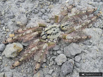 Stromatopelma calceatum – gatunek do terrarium