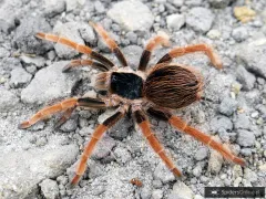 Megaphobema robustum 2-2,5DC (4cm)