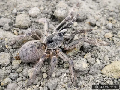 Ceratogyrus darlingi – ptasznik dla zaawansowanych