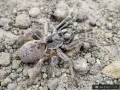 Ceratogyrus darlingi – ptasznik dla zaawansowanych