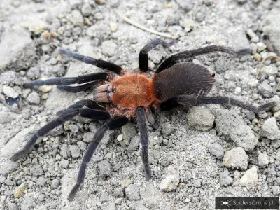 Holothele longipes L4/5 (2,5cm)