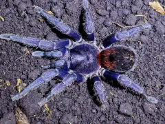 Antikuna sp. herradura L1/2 (1cm)