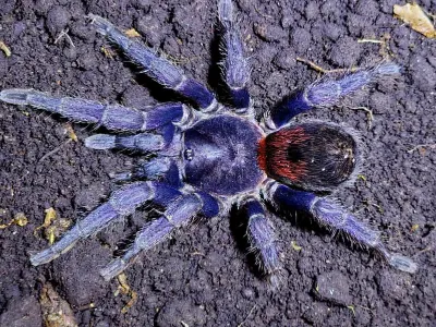 Antikuna sp. herradura L1/2 (1cm)