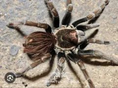 Lasiodorides sp. adobe L1/2 (1cm)