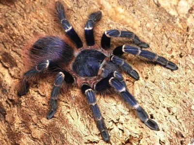 Nhandu cerradensis L3 (1,5cm)