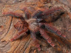 Phormingochilus sp. Sabah red L2 (1,5cm)