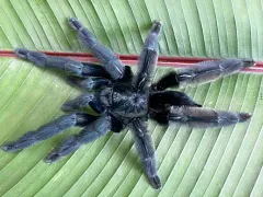 Psalmopoeus sp. tononegro L1 (1,5cm)