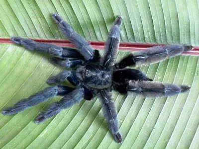 Psalmopoeus sp. tononegro L1 (1,5cm)