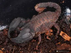 Chaerilus sp. Lale - mały skorpion dla początkujących