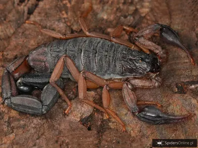 Centruroides edwardsii i2