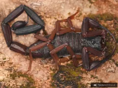 Centruroides gracilis soroa DOROSŁY