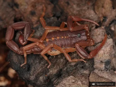Centruroides gracilis Soroa PODROŚNIĘTY