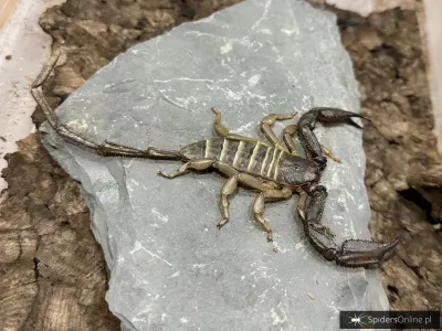 Hadogenes paucidens i2/3