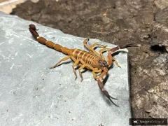 Babycurus gigas - gatunek skorpiona nadrzewnego z Tanzanii
