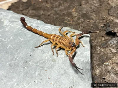 Babycurus gigas – skorpion w sklepie