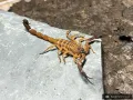 Babycurus gigas – skorpion w sklepie