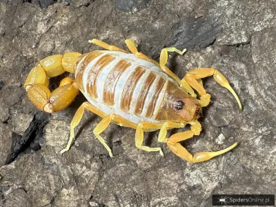 Parabuthus pallidus orange i2