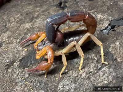 Grosphus flavopiceus i4